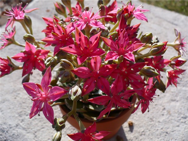 Graptopetalum bellum